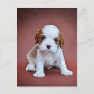 Cartão Postal Cavalier King Charles Spaniel
