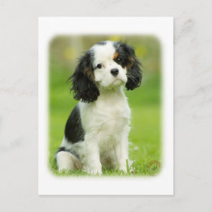 Cartão Postal Cavalier King Charles Spaniel