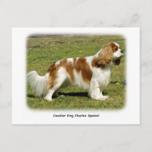 Cartão Postal Cavalier King Charles Spaniel