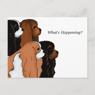 Cartão Postal Cavalier King Charles Spaniel