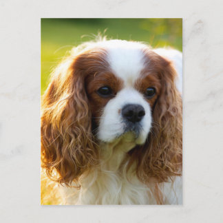 Cartão Postal Cavalier King Charles Spaniel