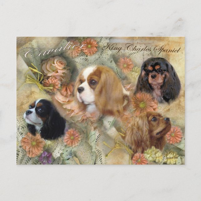 Cartão Postal Cavalier King Charles Spaniel (Frente)