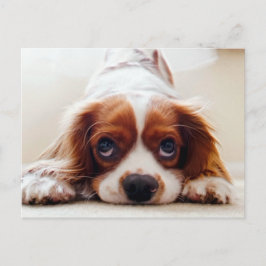 Cartão Postal Cavalier King Charles Spaniel