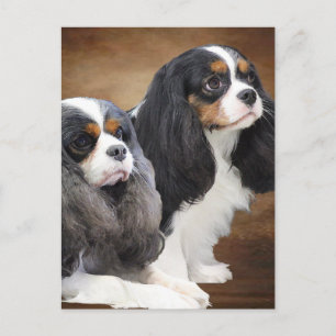 Cartão Postal Cavalier King Charles Spaniel