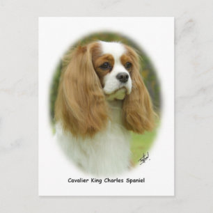 Cartão Postal Cavalier King Charles Spaniel