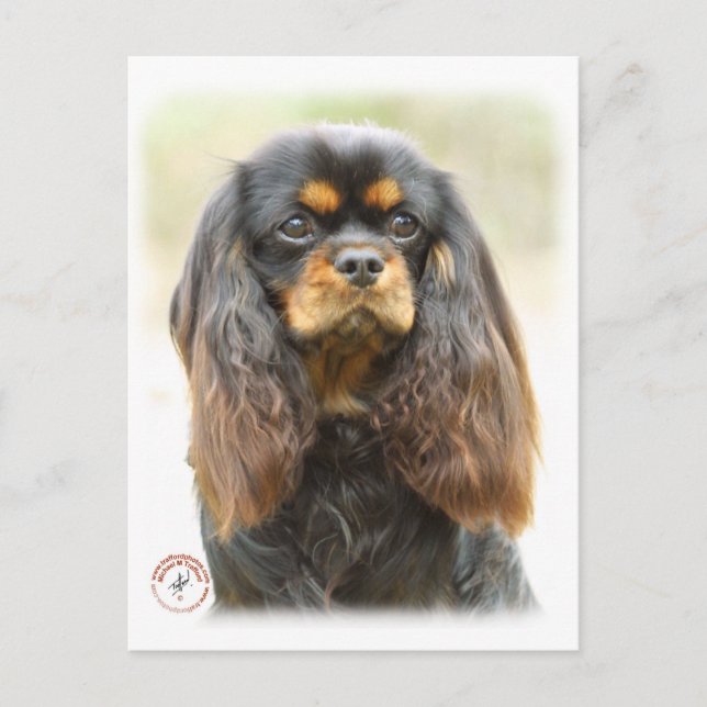 Cartão Postal Cavalier King Charles Spaniel 9F51D-03 (Frente)