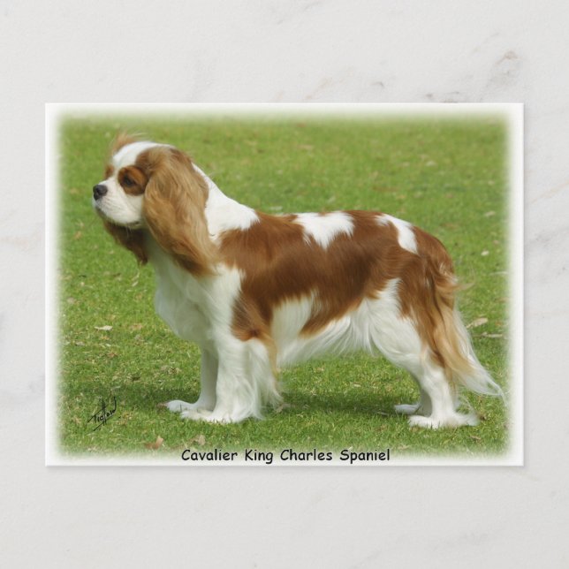 Cartão Postal Cavalier King Charles Spaniel 9J001D- 06 (Frente)