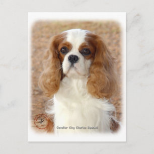 Cartão Postal Cavalier King Charles Spaniel 9L005D- 08