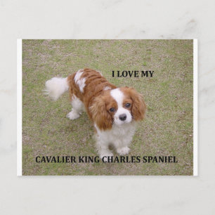 Cartão Postal Cavalier-king-charles-spaniel blenheim ama w pic.