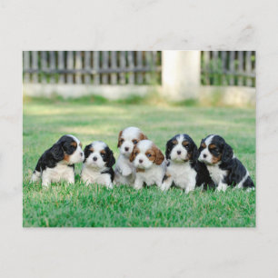 Cartão Postal Cavalier King Charles Spaniel filhotes