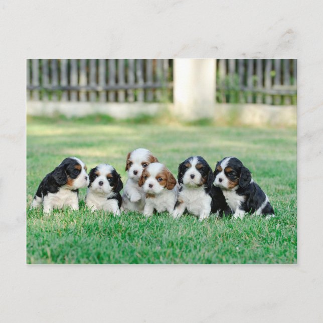 Cartão Postal Cavalier King Charles Spaniel filhotes (Frente)
