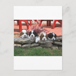 Cartão Postal Cavalier King Charles Spaniel Litter