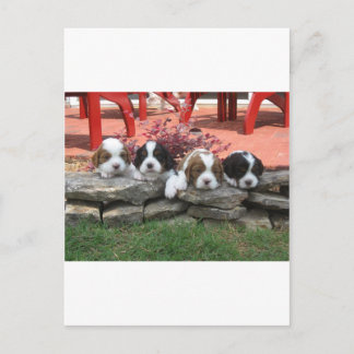 Cartão Postal Cavalier King Charles Spaniel Litter
