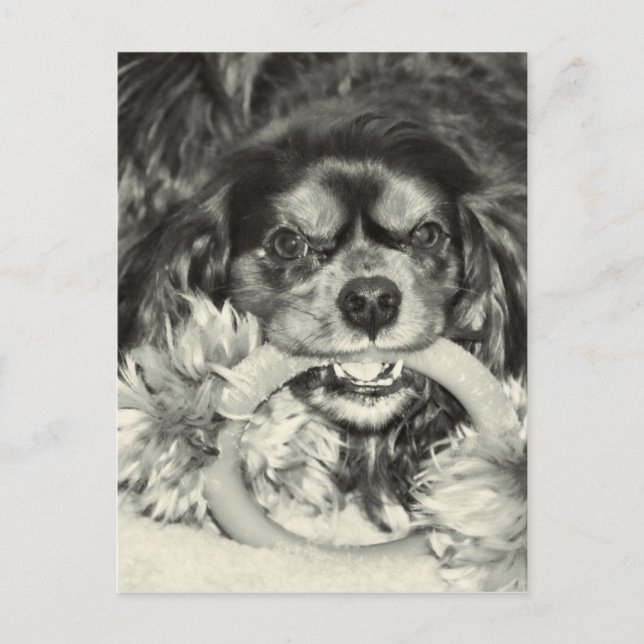 Cartão Postal Cavalier King Charles Spaniel Osso para Mastigar (Frente)