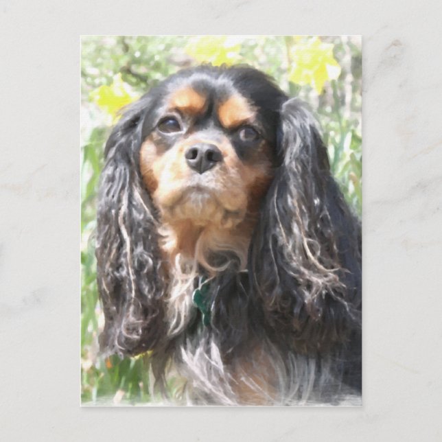 Cartão Postal Cavalier King Charles Spaniel pintado (Frente)