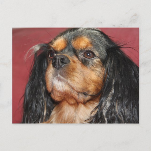 Cartão Postal Cavalier King Charles Spaniel Preto e Castanho (Frente)