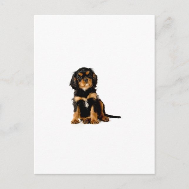 Cartão Postal Cavalier King Charles Spaniel Preto e Dourado (Frente)