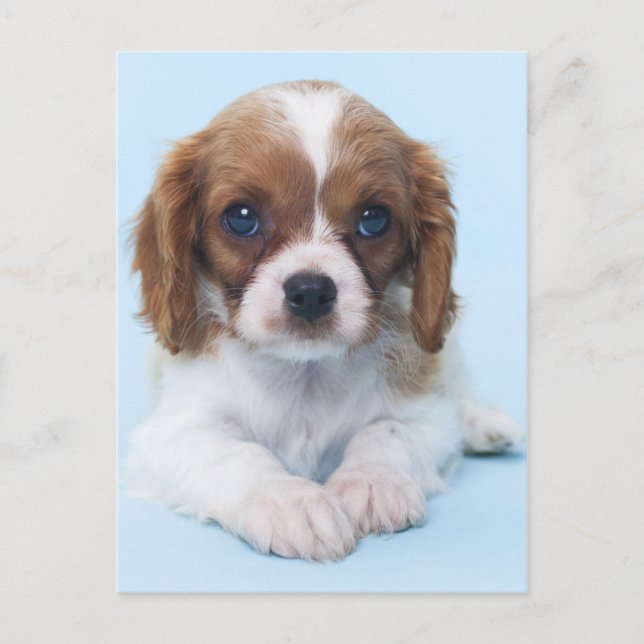 Cartão Postal Cavalier King Charles Spaniel Puppy (Frente)