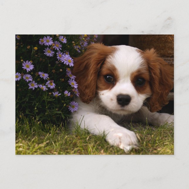 Cartão Postal Cavalier King Charles Spaniel Puppy atrás das flor (Frente)