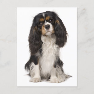 Cartão Postal Cavalier King Charles Spaniel Puppy Dog