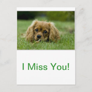 Cartão Postal Cavalier King Charles Spaniel Ruby