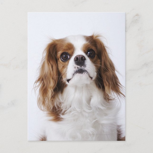 Cartão Postal Cavalier King Charles Spaniel sentado em estúdio (Frente)