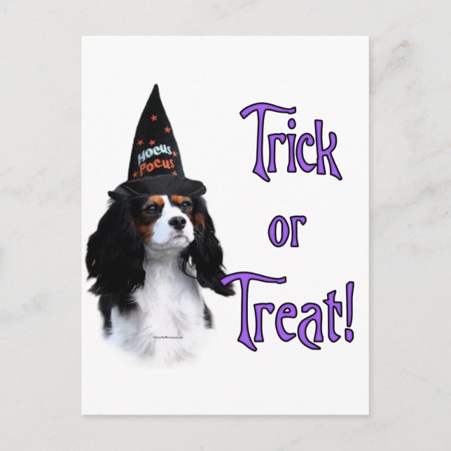 Cartão Postal Cavalier King Charles Spaniel Trick (Frente)