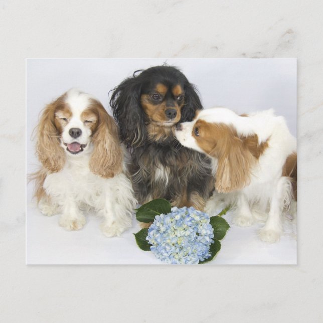 Cartão Postal Cavalier King Charles Spaniels Caras Engraçadas (Frente)