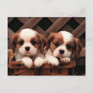 Cartão Postal Cavalier Puppies