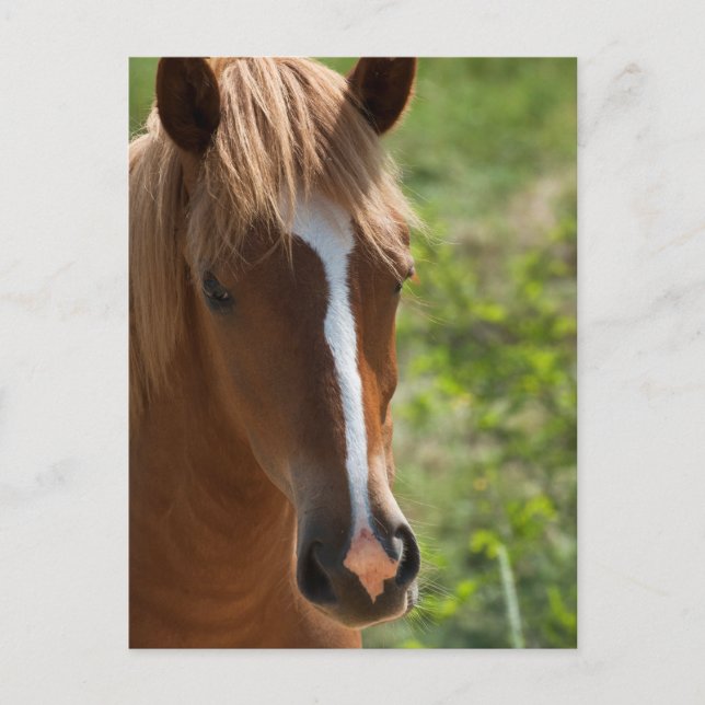 Cartão Postal Cavalo (Frente)