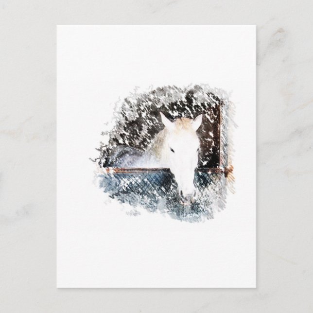 Cartão Postal Cavalo (Frente)