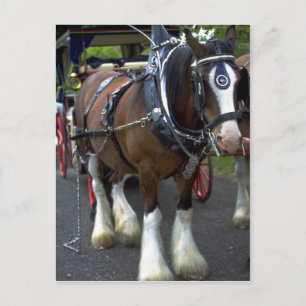 Cartão Postal Cavalo