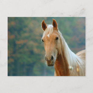 Cartão Postal Cavalo