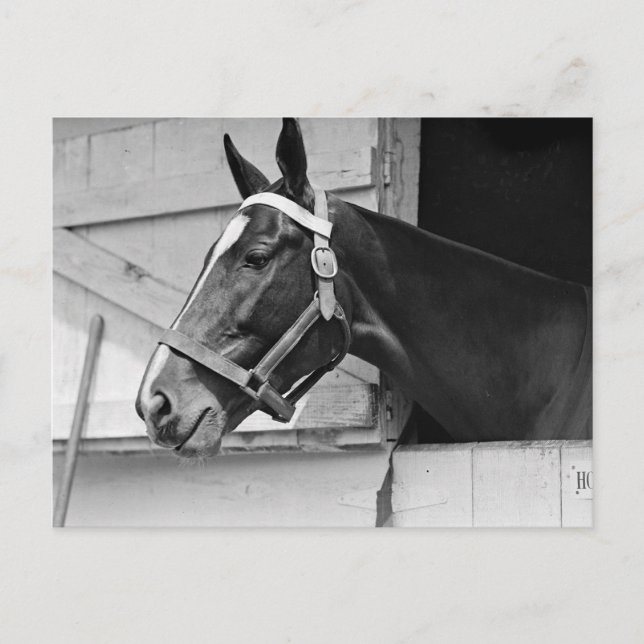 Cartão Postal Cavalo (Frente)