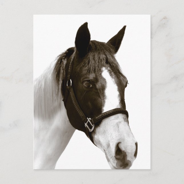 Cartão Postal Cavalo (Frente)
