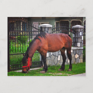 Cartão Postal Cavalo
