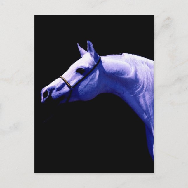 Cartão Postal Cavalo (Frente)