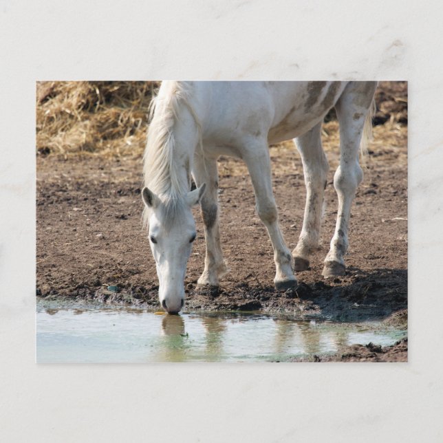 Cartão Postal Cavalo (Frente)