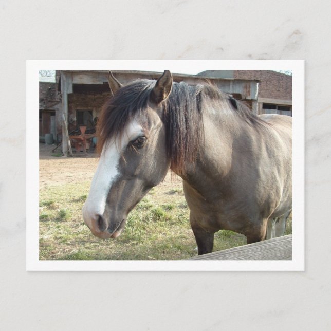 Cartão Postal cavalo (Frente)