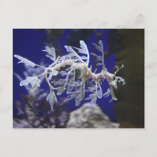 Cartão Postal Cavalo