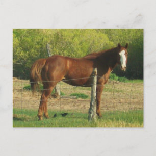 Cartão Postal Cavalo