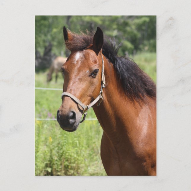 Cartão Postal Cavalo (Frente)