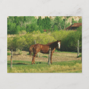 Cartão Postal Cavalo