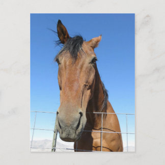 Cartão Postal Cavalo