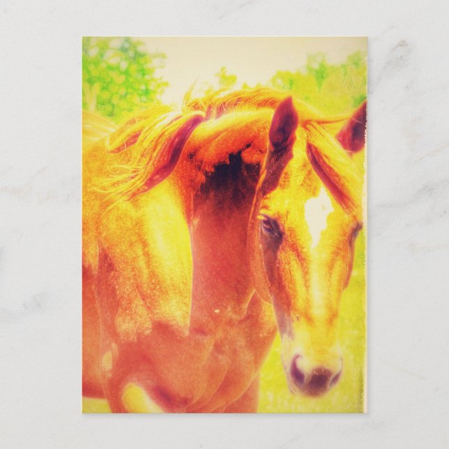 Cartão Postal Cavalo (Frente)