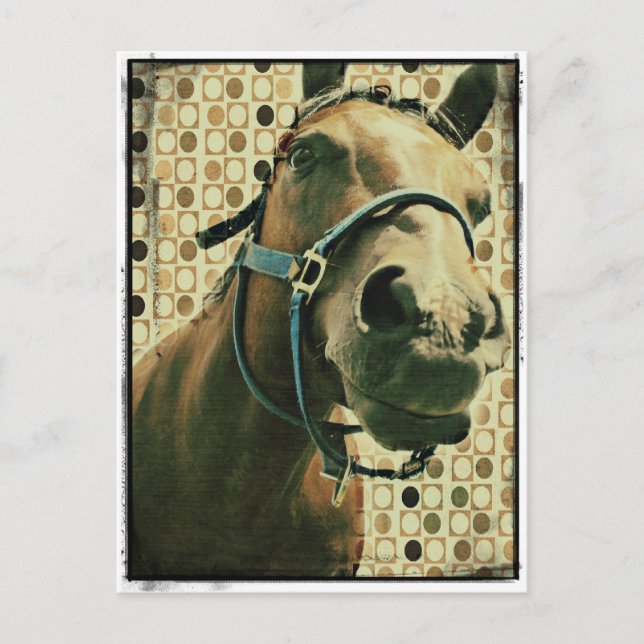 Cartão Postal Cavalo (Frente)