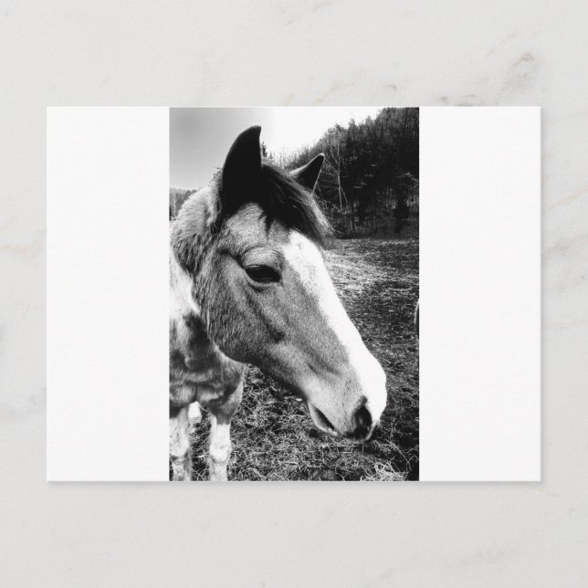 Cartão Postal Cavalo (Frente)