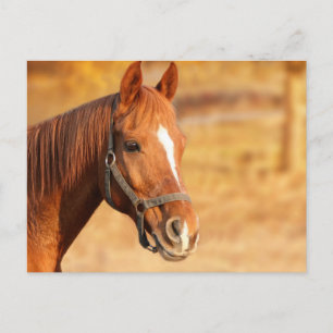 Cartão Postal Cavalo