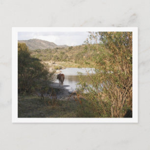 Cartão Postal cavalo