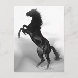 Cartão Postal Cavalo